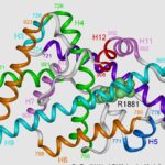 ‘कम्प्लीट एंड्रोजन इनसेंसटिविटी सिंड्रोम’ (CAIS) एक आनुवंशिक अक्षमता
