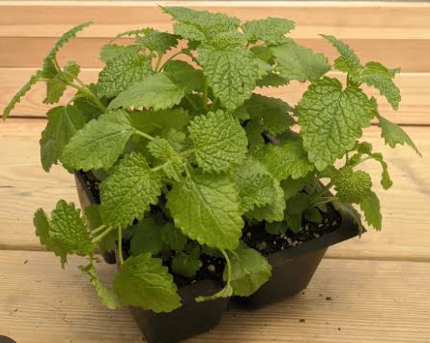 लेमन बाम से दिमाग और शरीर को मिलते हैं बेहिसाब फायदे! (डायटीशियन अमृता)