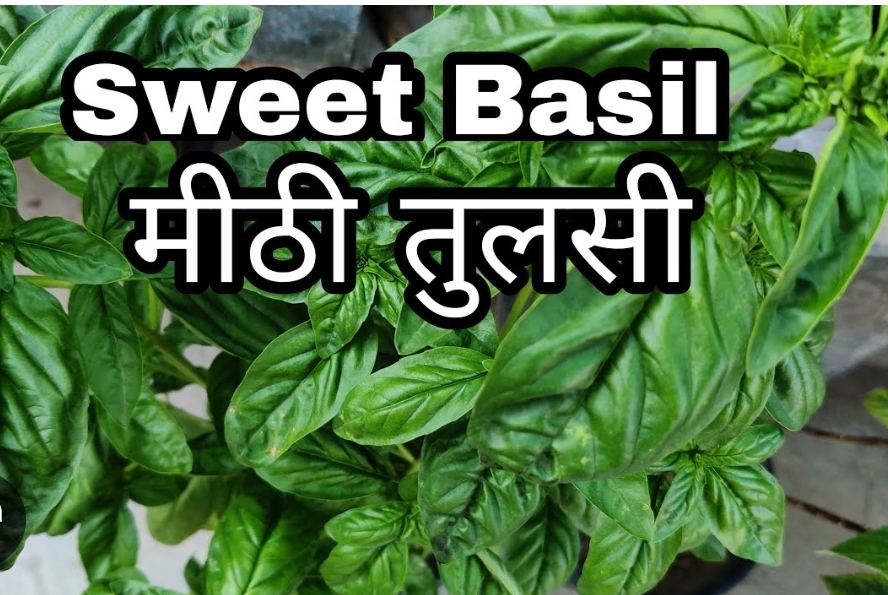 औषधीय गुणों से भंडारित, मीठी तुलसी से स्वास्थ्य को कई लाभ! (डायटीशियन अमृता)