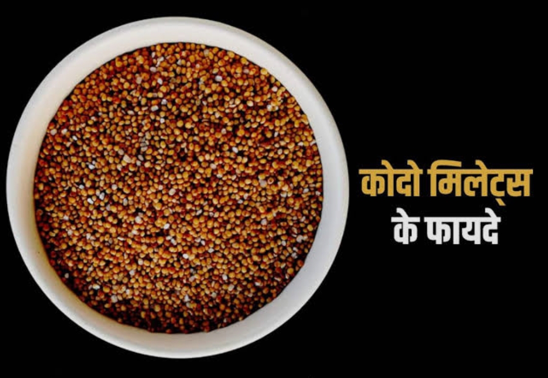 ग्लूटेन मुक्त अनाज के लिए बेहतर विकल्प है “कोदो”। (डायटीशियन अमृता)