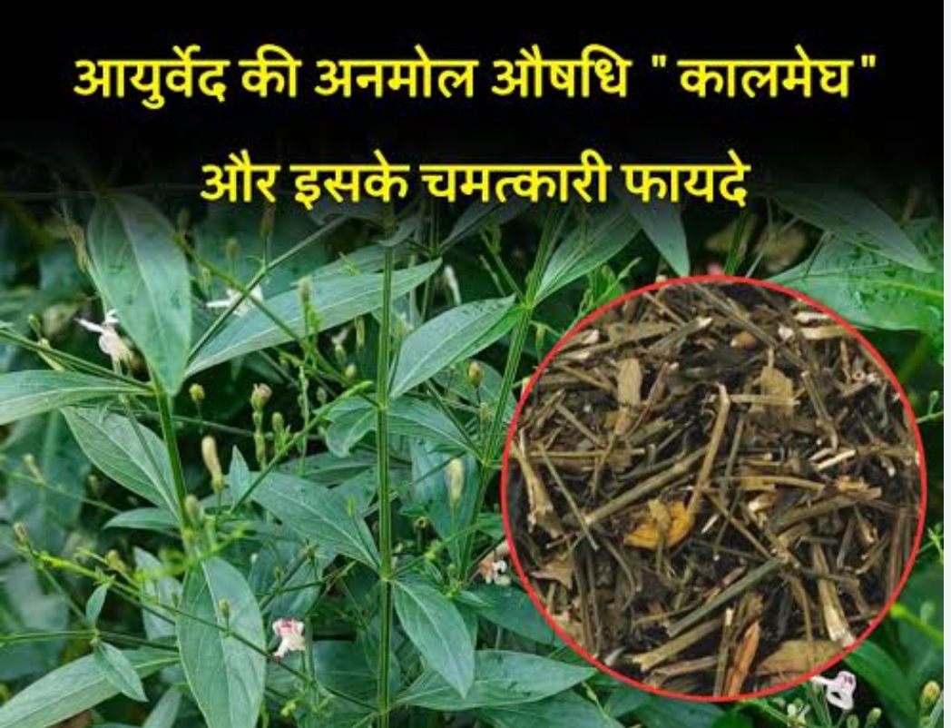 कालमेघ के प्रमुख औषधीय गुण और उसके स्वास्थ्य लाभ।