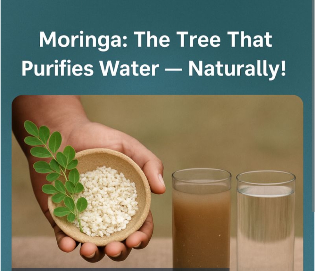 वैज्ञानिकों ने खोज निकाला पानी को साफ और रसायन मुक्त करने क सस्ता रास्ता।(रिसर्च रिपोर्ट)