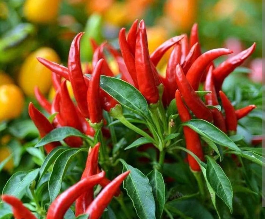 हर दिन लाल मिर्च का सेवन करने वालों में मृत्यु दर का खतरा कम! (रिसर्च रिपोर्ट)