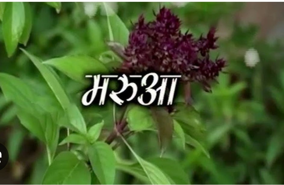 अत्यंत स्वस्थ्य वर्धक हैं मरुआ के बीज! (डायटीशियन अमृता)