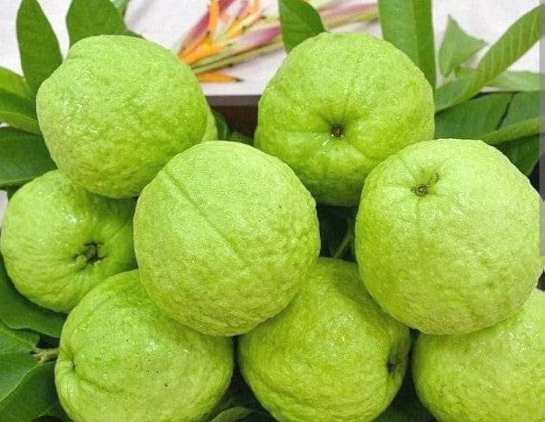 महिलाओं में आयरन की कमी पूरी करने में मददगार है अमरूद!